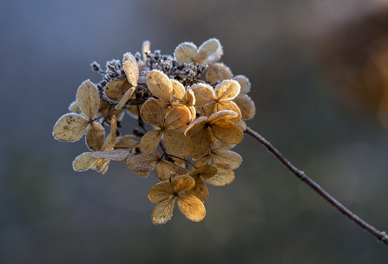 SAM_5354 Kopie.jpg - Winterliches Sonnenlicht